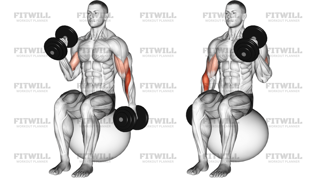 Dumbbell Seated Alternate Hammer Curl On Exercise Ball