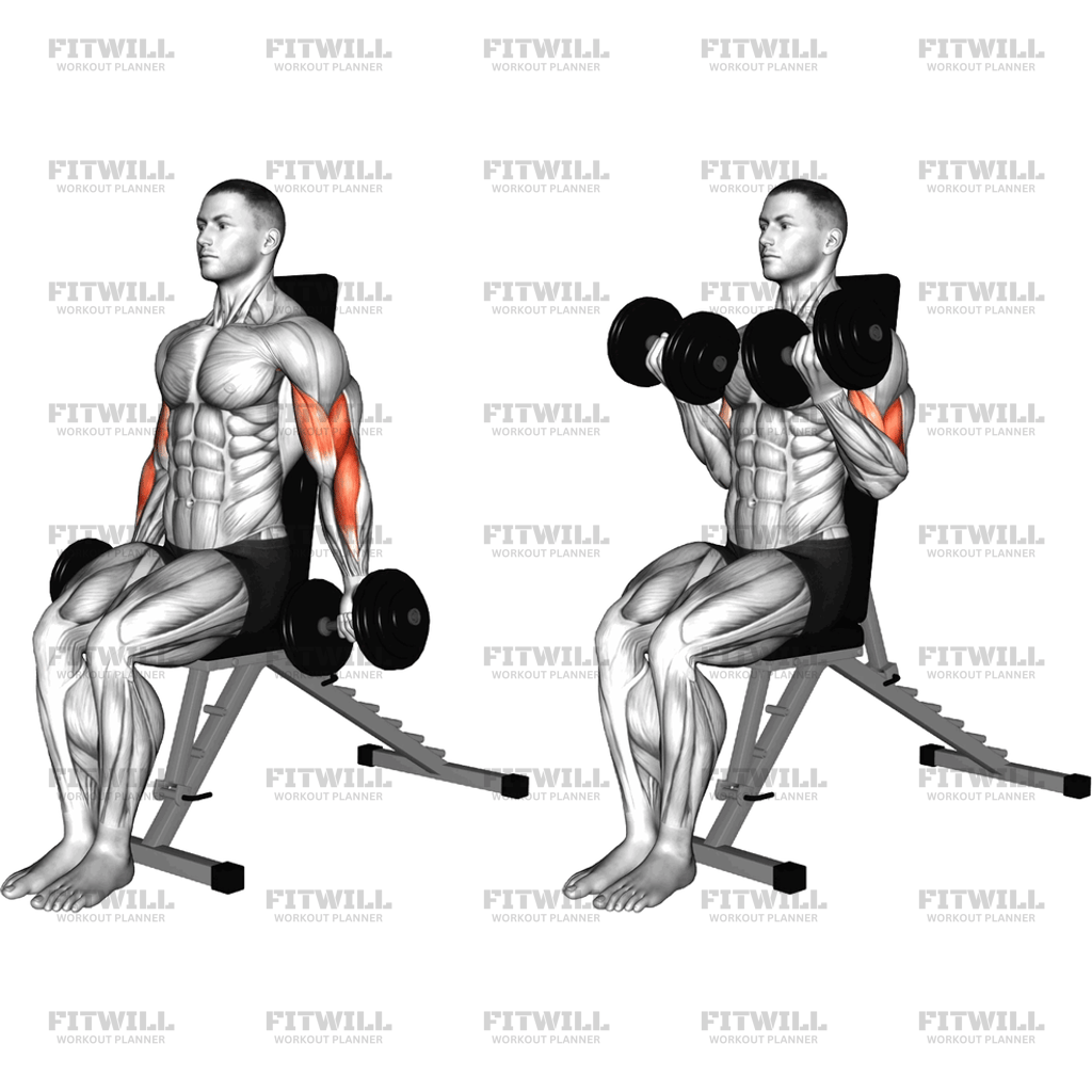 Dumbbell Seated Bicep Curl: Exercise Guide, Techniques, Benefits, How ...