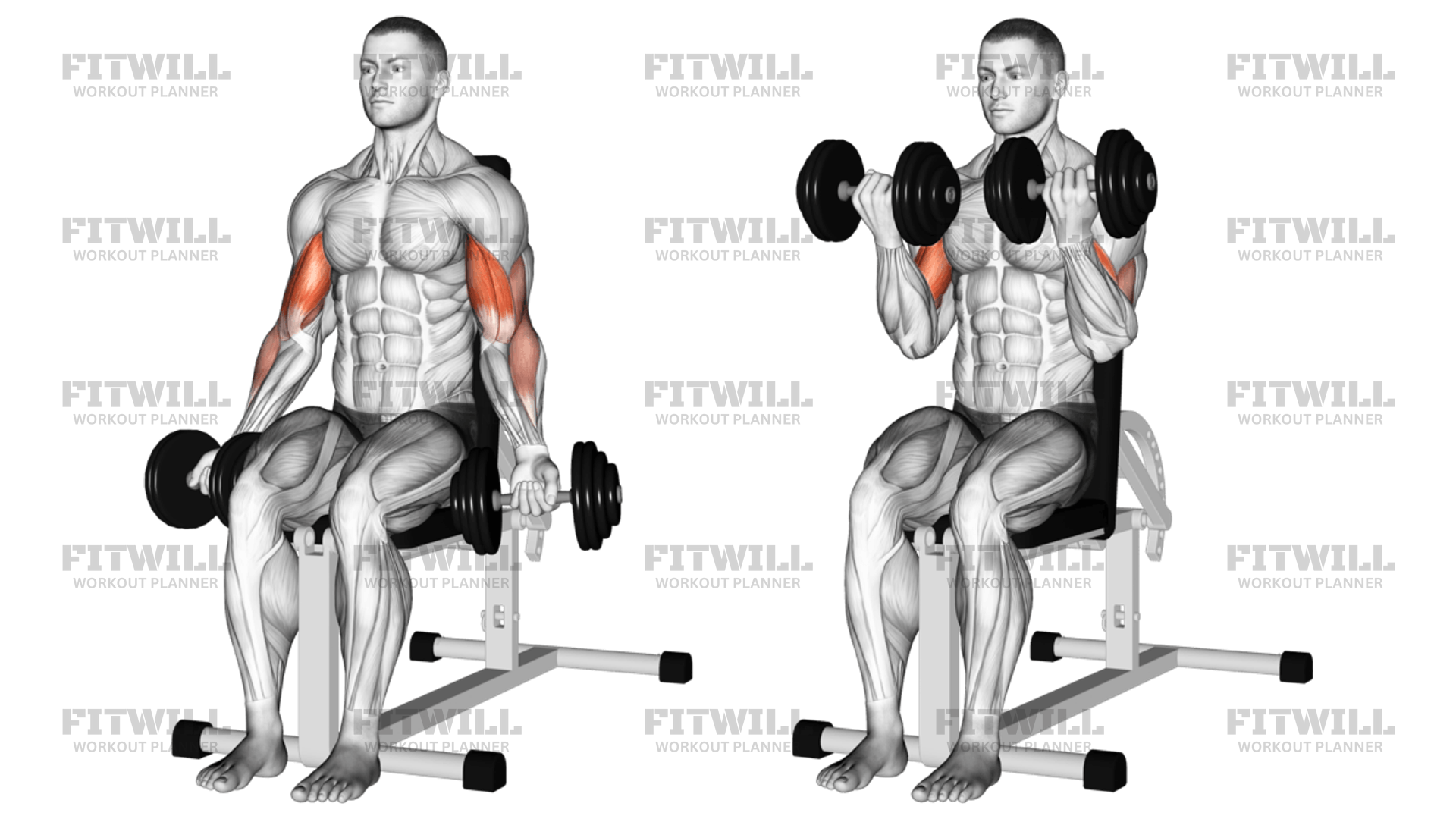 Seated bicep workouts deals