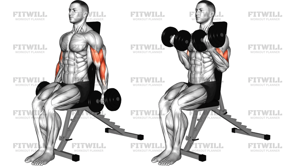 Dumbbell Seated Bicep Curl