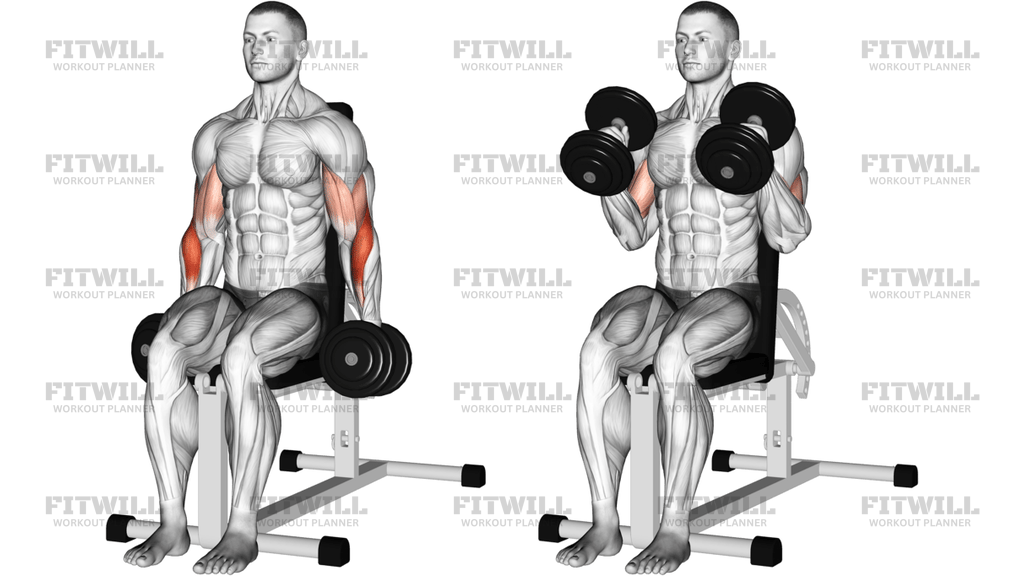 Dumbbell Seated Hammer Curl