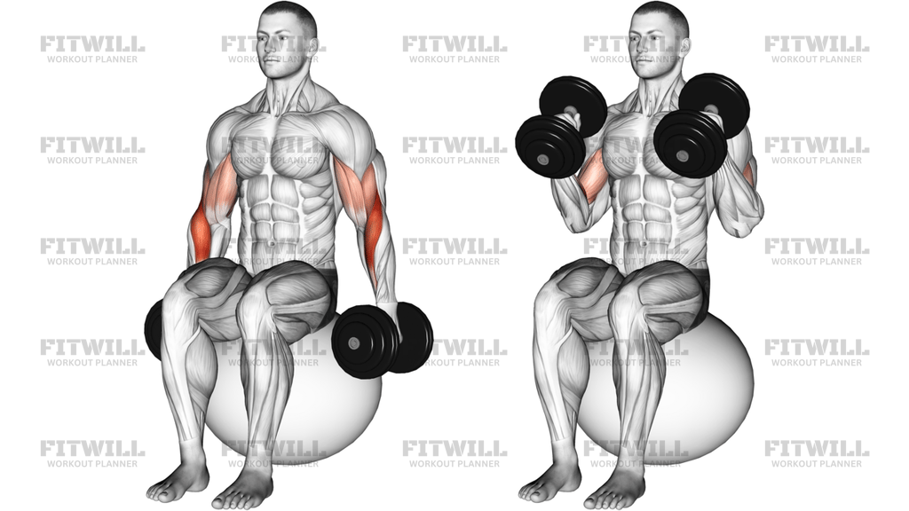 Dumbbell Two Arm Seated Hammer Curl On Exercise Ball