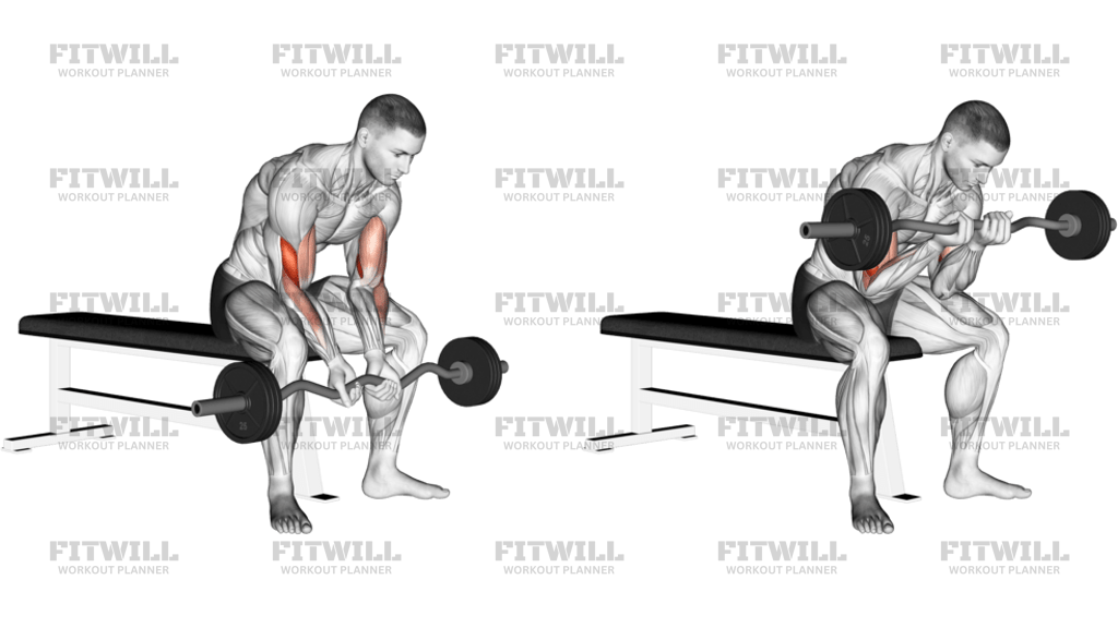 EZ Bar Seated Close-Grip Concentration Curl