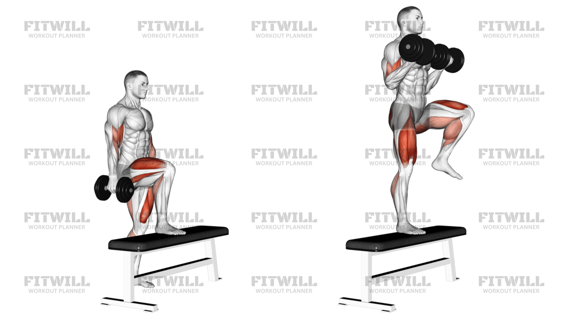 Dumbbell Step Up Single Leg Balance With Bicep Curl Exercise Guide Techniques Benefits How 7739