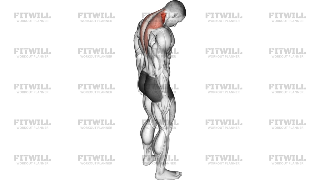 Forward Flexion Neck Stretch