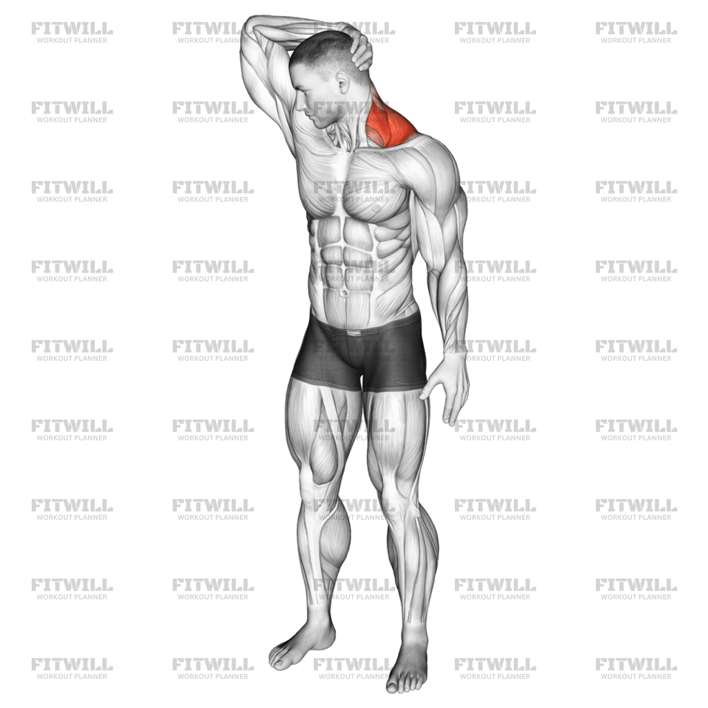 Neck Extensor And Rotational Stretch Exercise Guide Techniques