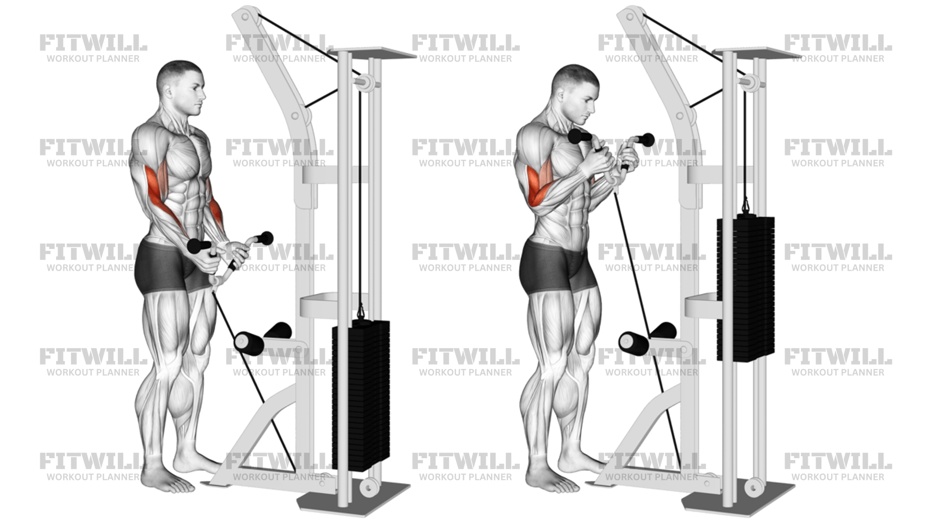 Cable Curl With Multipurpose V-Bar: Exercise Guide, Video, Techniques ...