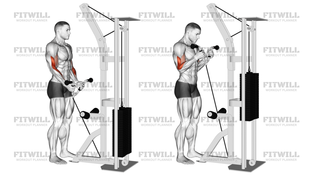 Cable Curl With Multipurpose V-Bar
