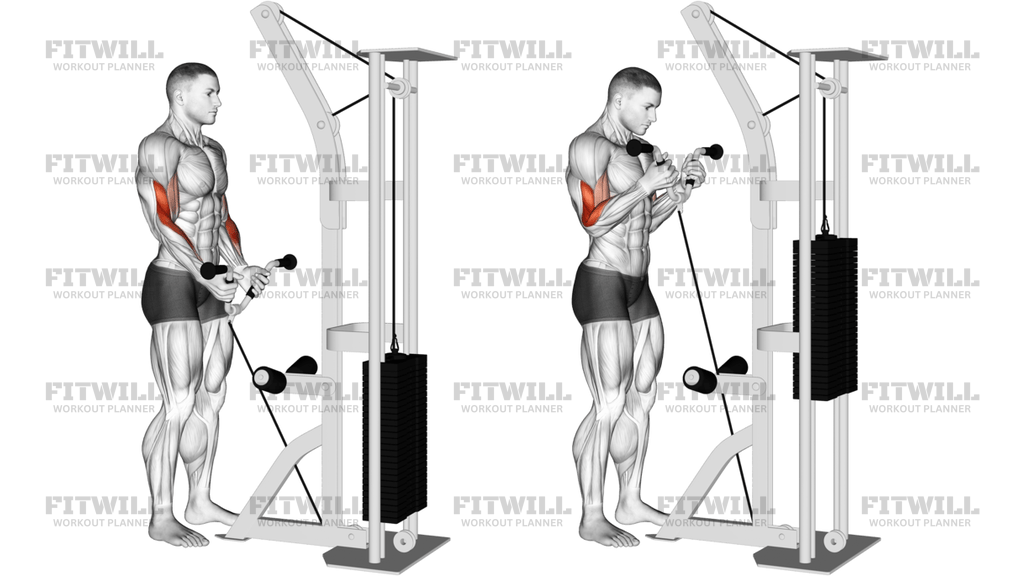 Cable Curl With Multipurpose V-Bar