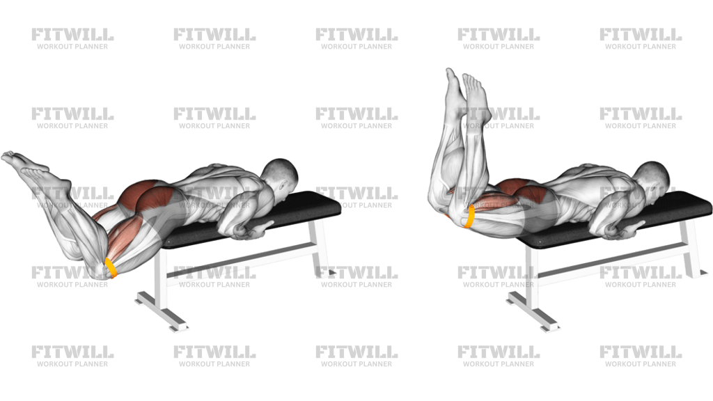Resistance Band Reverse Hyperextension