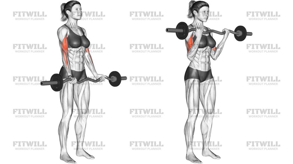 EZ Barbell Curl