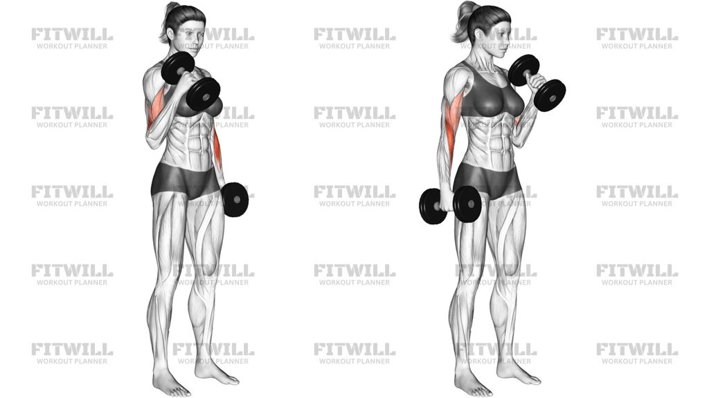 Dumbbell Hammer Curl