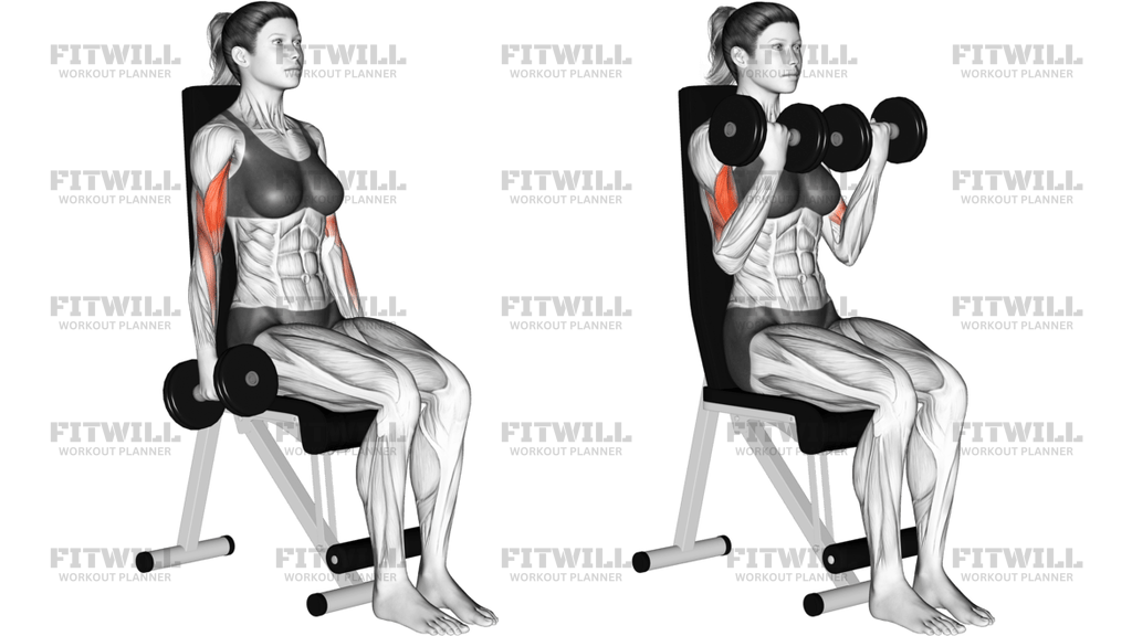 Dumbbell Seated Curl