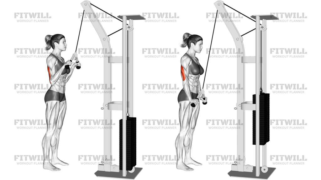 Cable V-Bar Triceps Pushdown