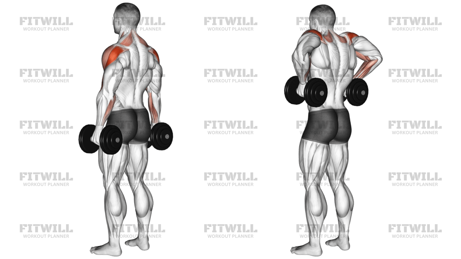 Dumbbell Rear Delt Raise: Exercise Guide, Video, Techniques, Benefits ...