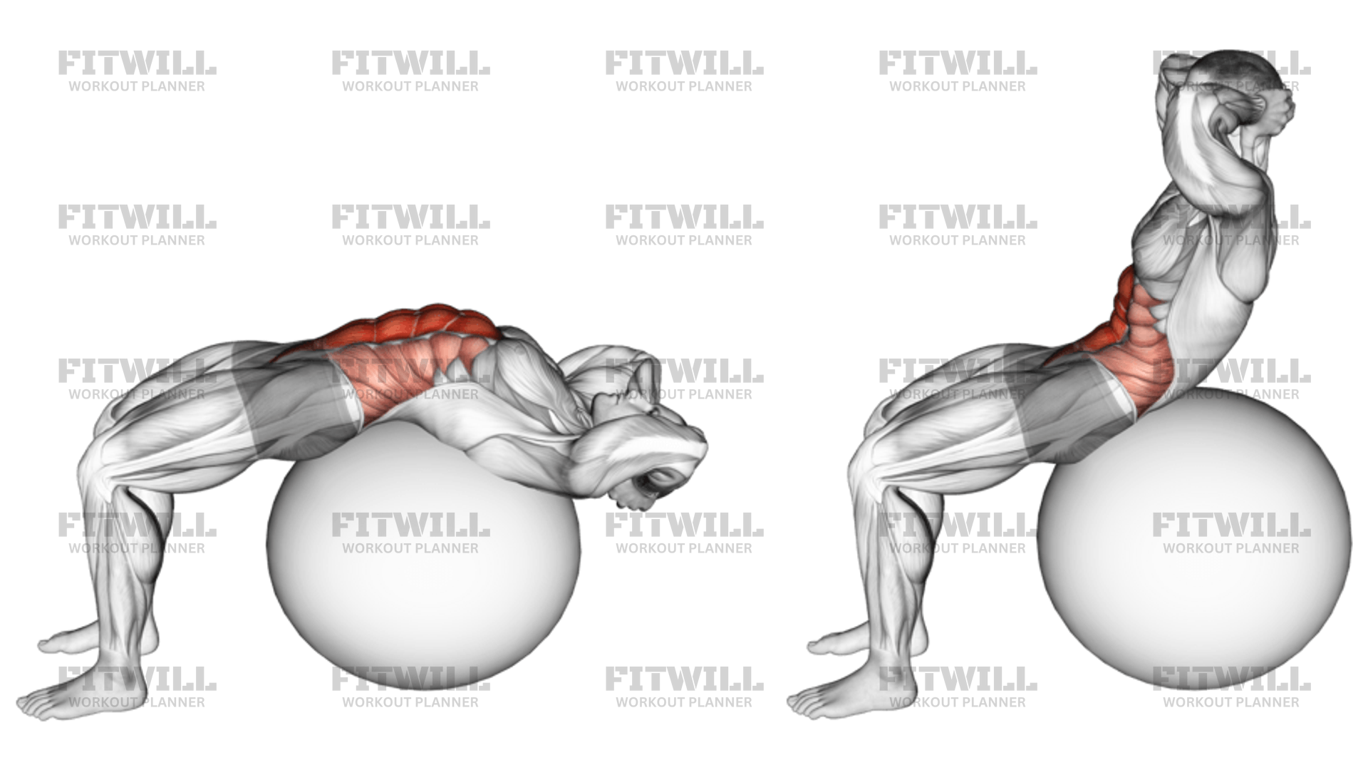 Stability Ball Crunch Full Range Hands Behind Head Exercise Video Fitwill