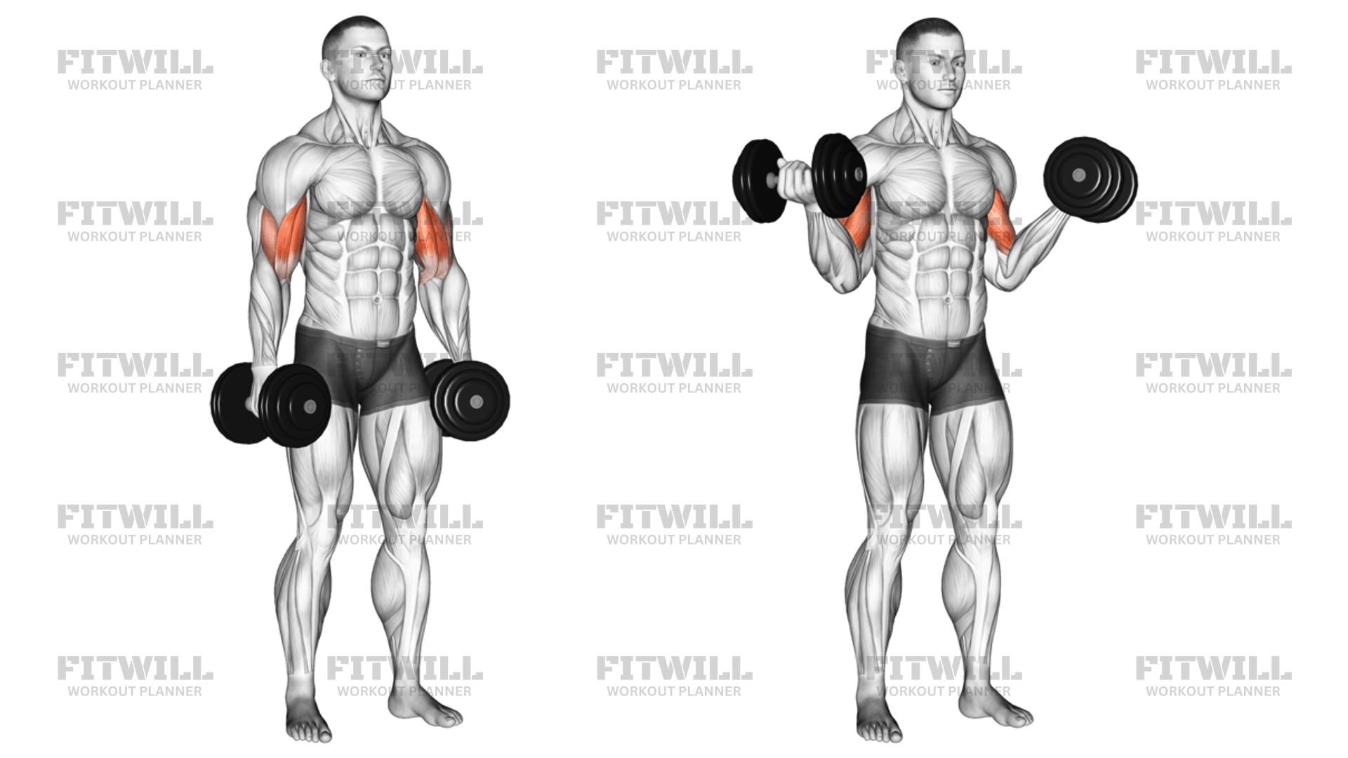 Dumbbell Standing Inner Biceps Curl version 2 Exercise Guide Video Techniques Benefits How to Muscles Worked Tips Tricks Fitwill
