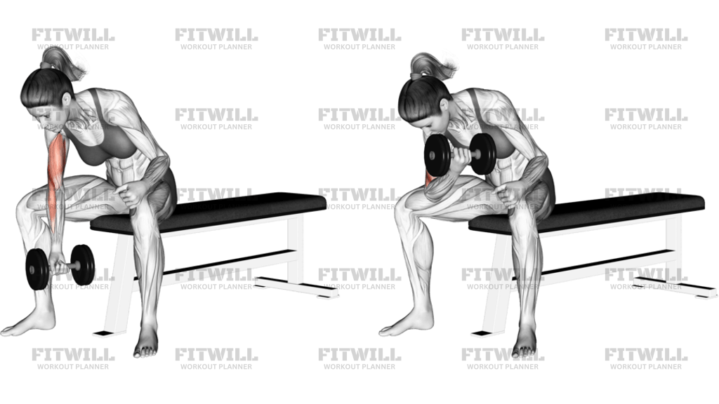 Dumbbell Concentration Curl