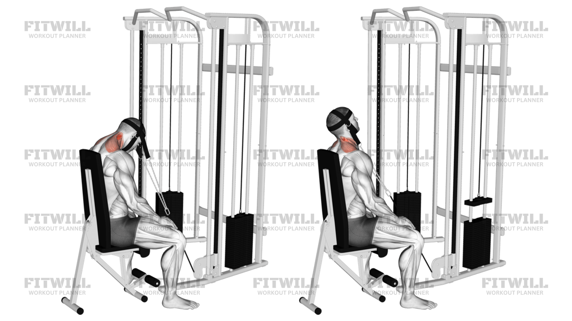 Cable Seated Neck Extension with Head Harness Exercise Guide Video Techniques Benefits How to Muscles Worked Tips Tricks Fitwill