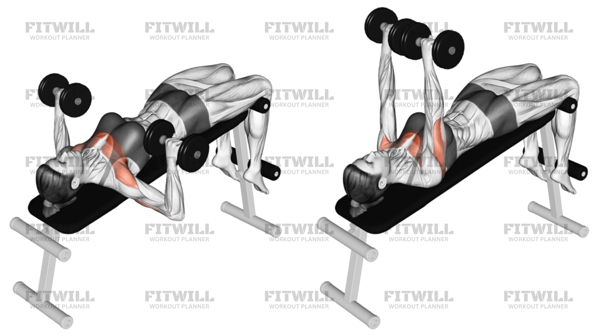 Dumbbell Decline Bench Press Exercise Guide Video Techniques Benefits How to Muscles Worked Tips Tricks Fitwill