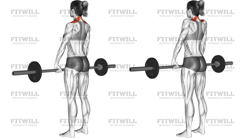 Barbell Shrug