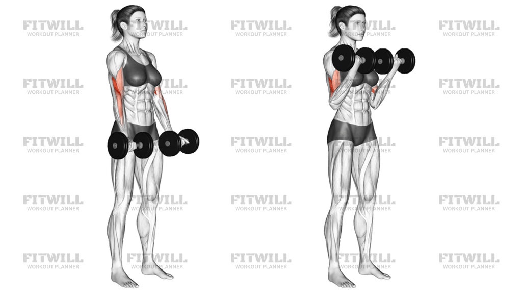 Dumbbell Biceps Curl