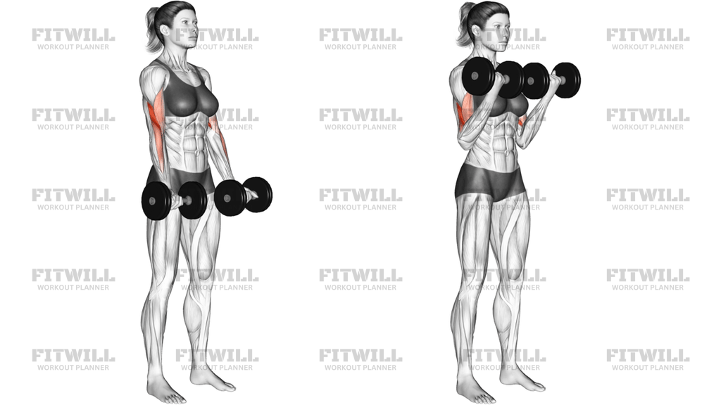 Dumbbell Biceps Curl