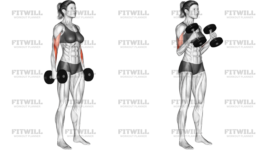 Dumbbell Hammer Curl