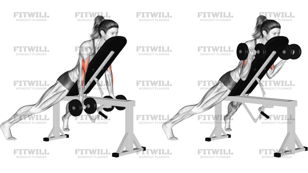 Curl Incliné En Pronation Avec Haltères
