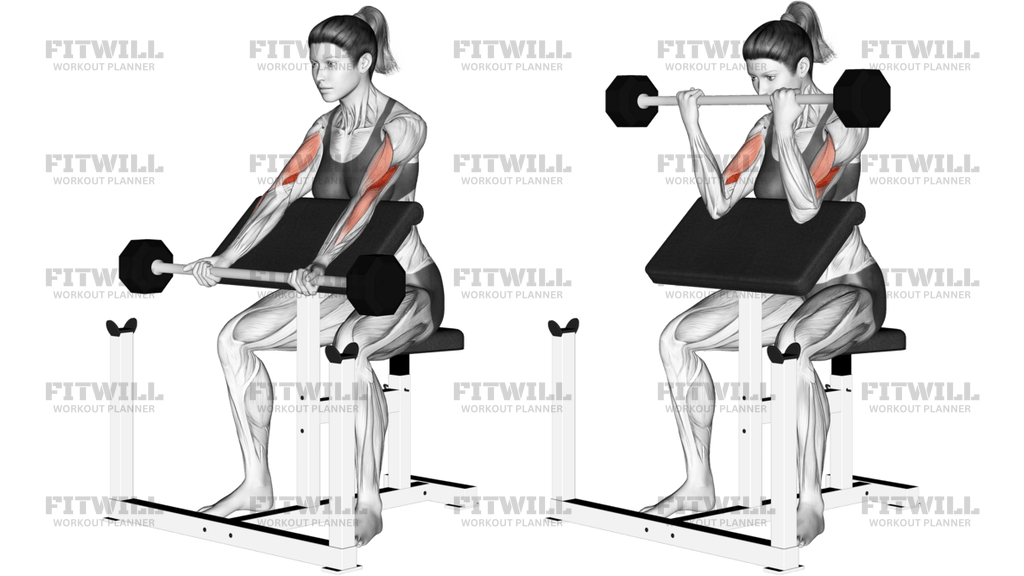 Barbell Preacher Curl