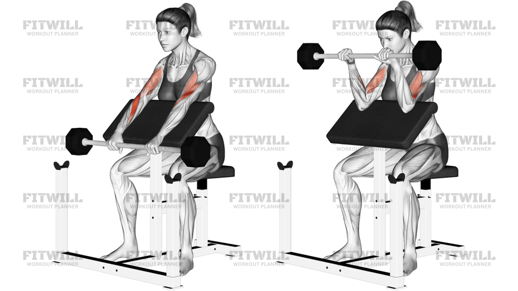 Barbell Reverse Preacher Curl _forearm