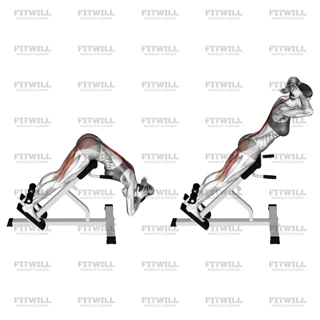 Hyperextension back exercise hotsell