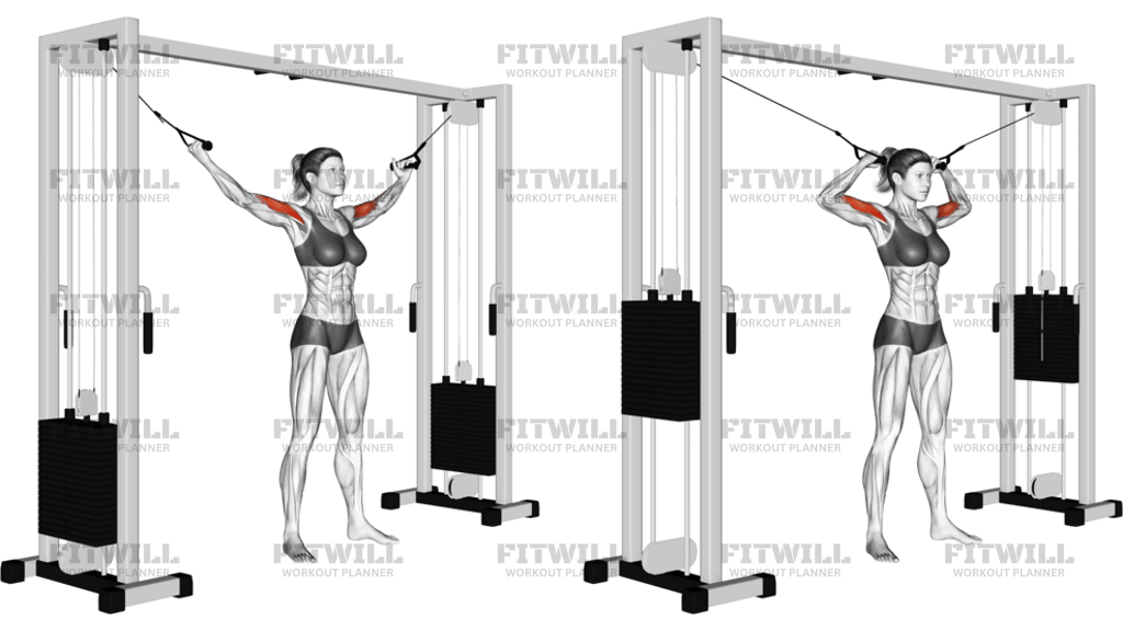 Cable Standing Inner Curl