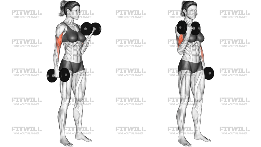 Dumbbell Alternate Biceps Curl