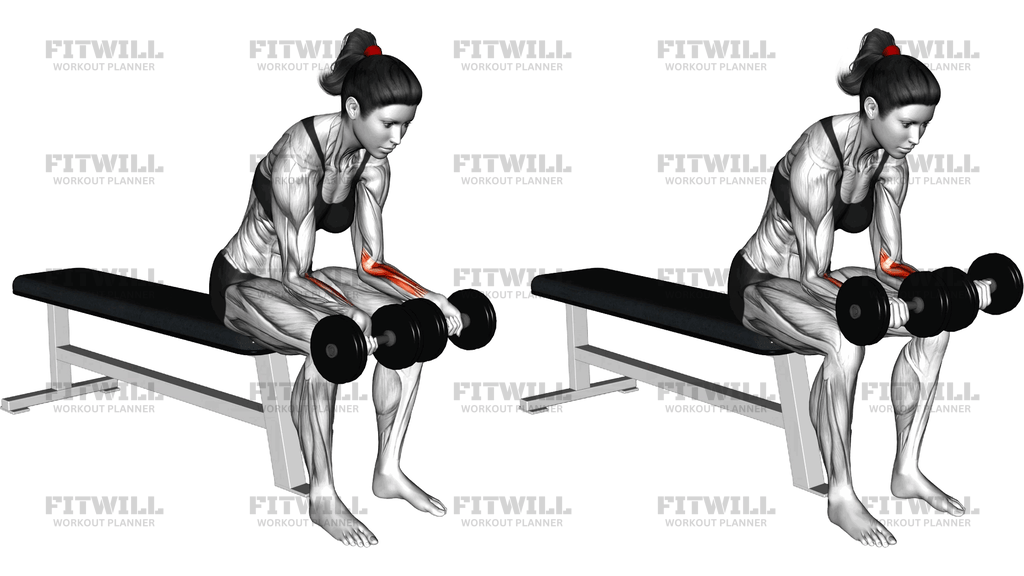 Dumbbell Seated Palms Up Wrist Curl