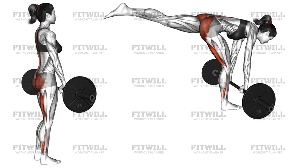 Barbell Single Leg Deadlift: Exercise Guide, Techniques, Benefits, How ...