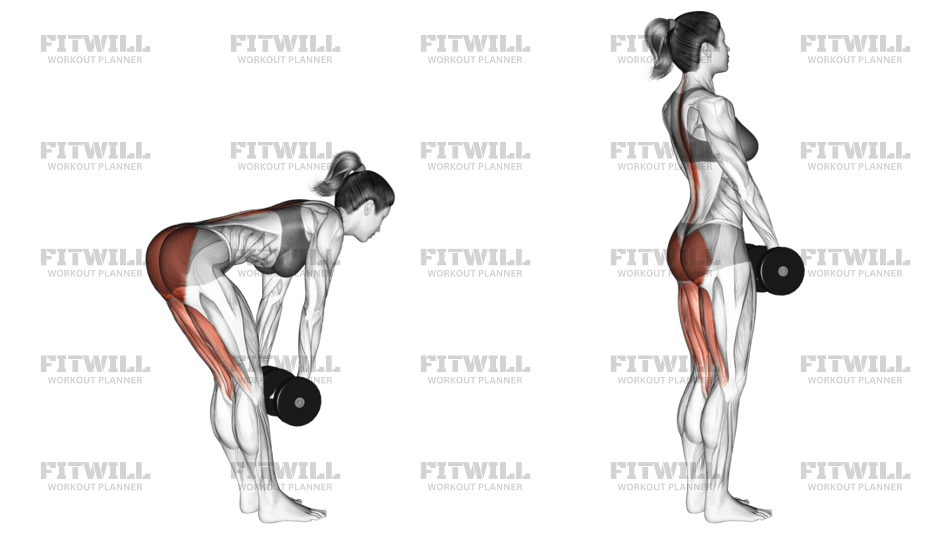 Stiff leg dumbbell deadlift muscles worked hotsell