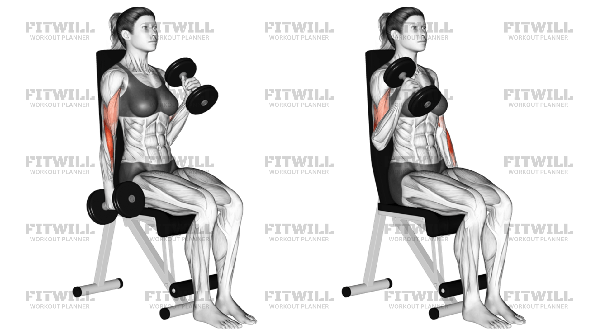 Dumbbell Alternate Seated Hammer Curl Exercise Guide Techniques