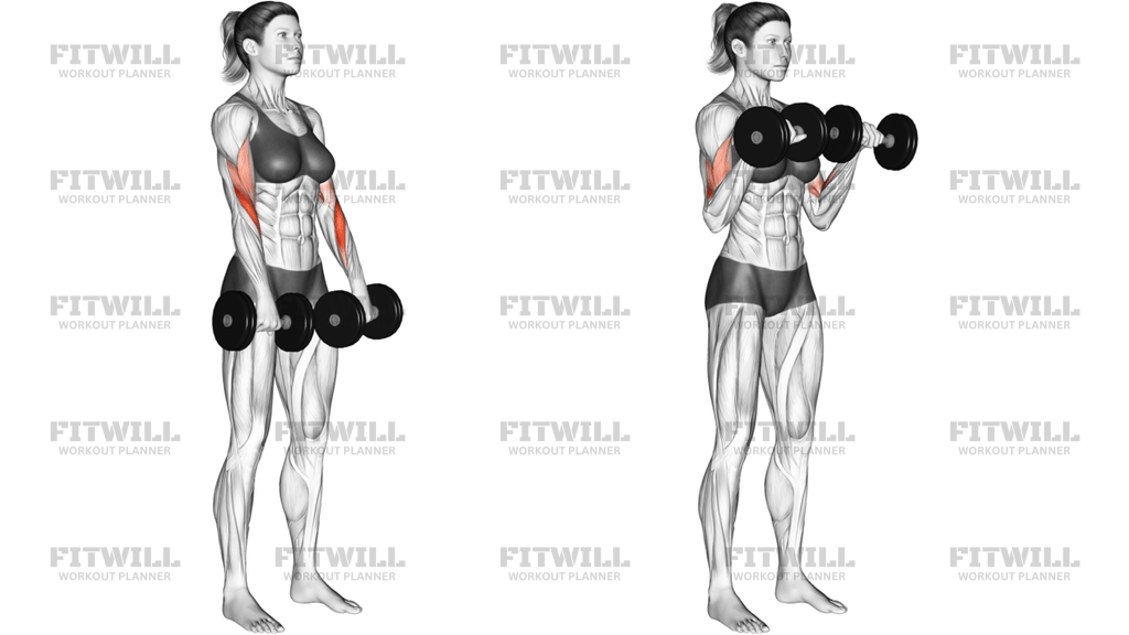 Dumbbell Biceps Curl Reverse
