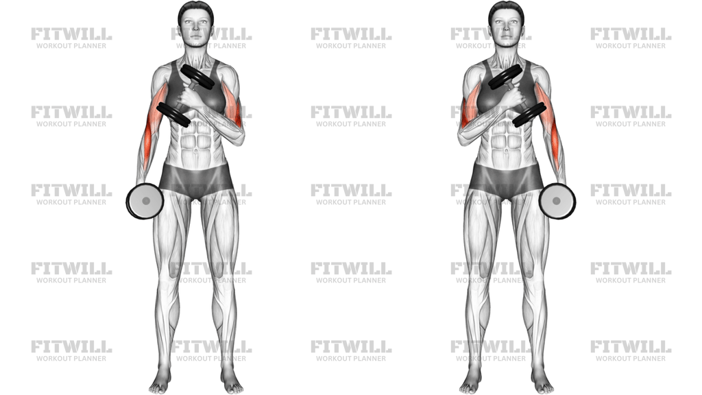 Dumbbell Cross Body Hammer Curl Version 2