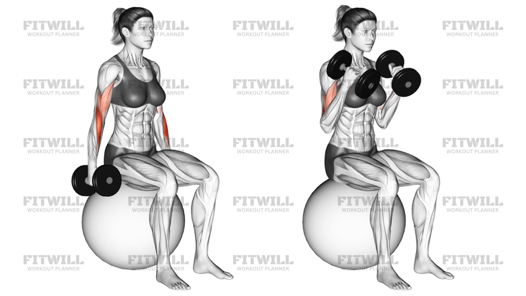 Dumbbell Hammer Curl On Exercise Ball: Exercise Guide, Techniques ...
