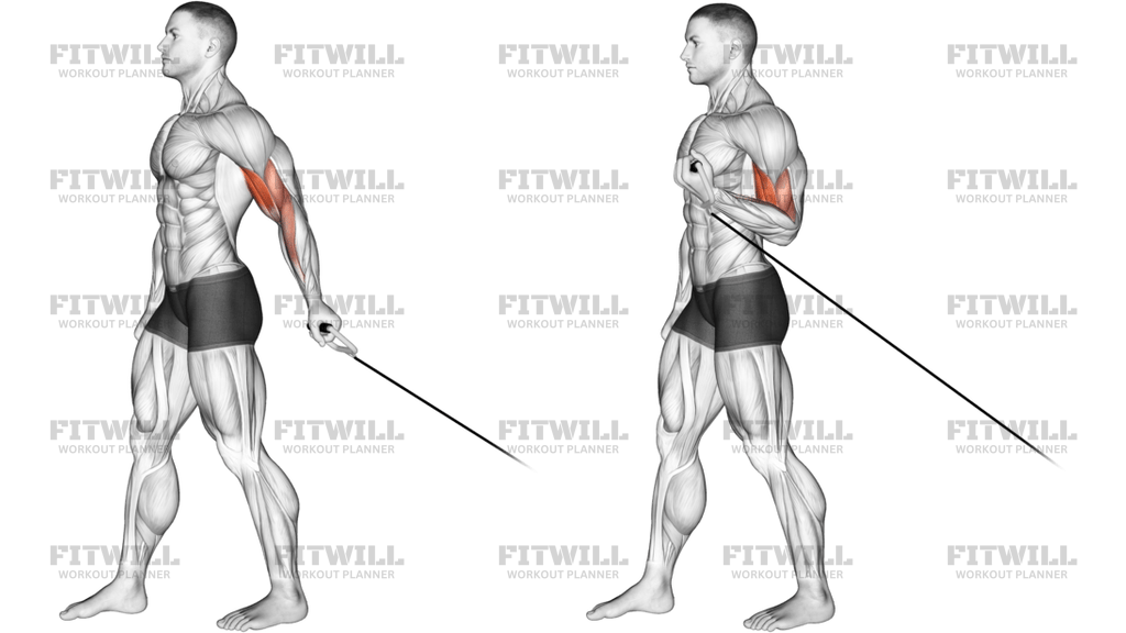 Einarmiger Bayesian Cable Biceps Curl