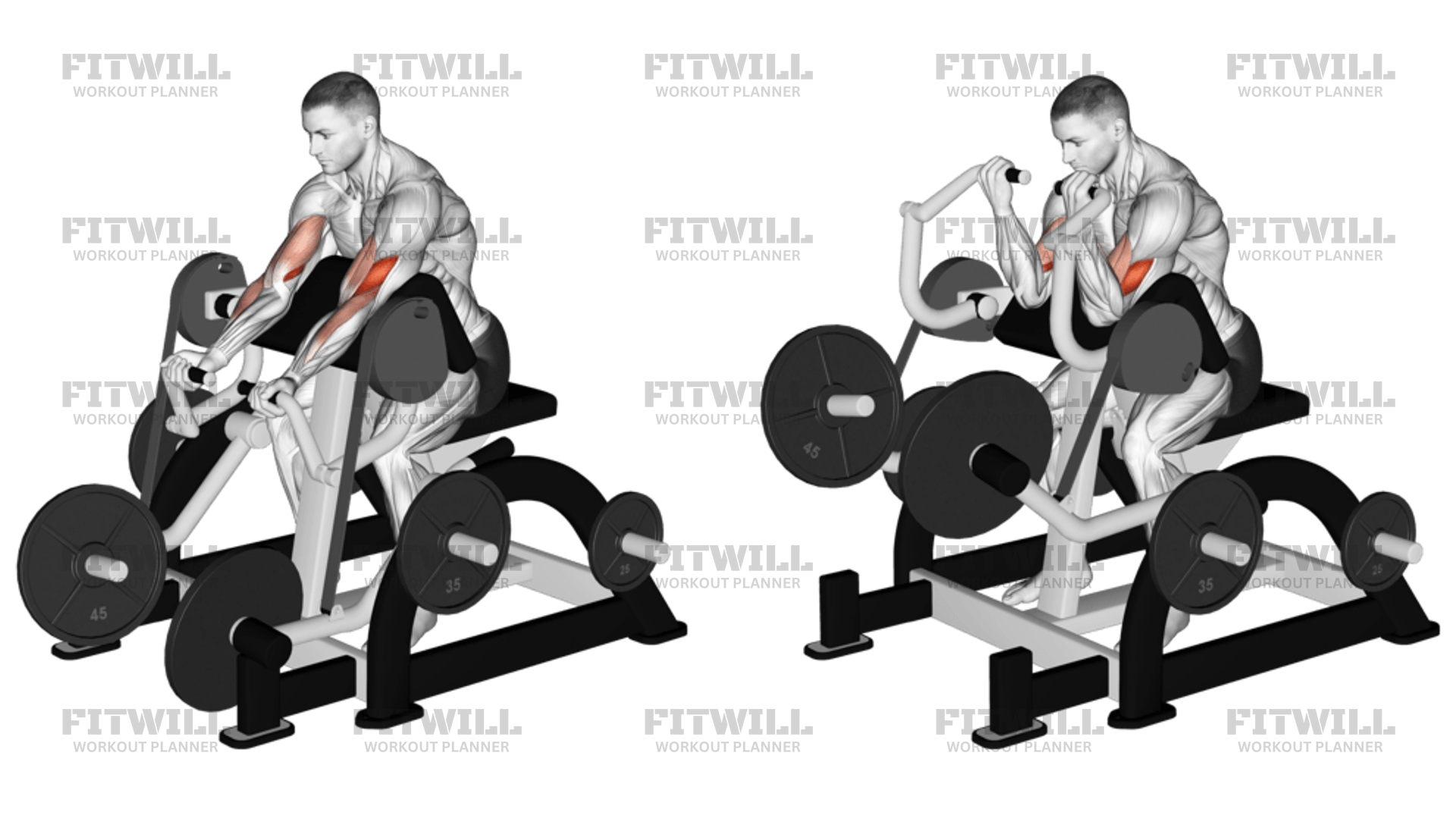 Preacher curl plate loaded outlet