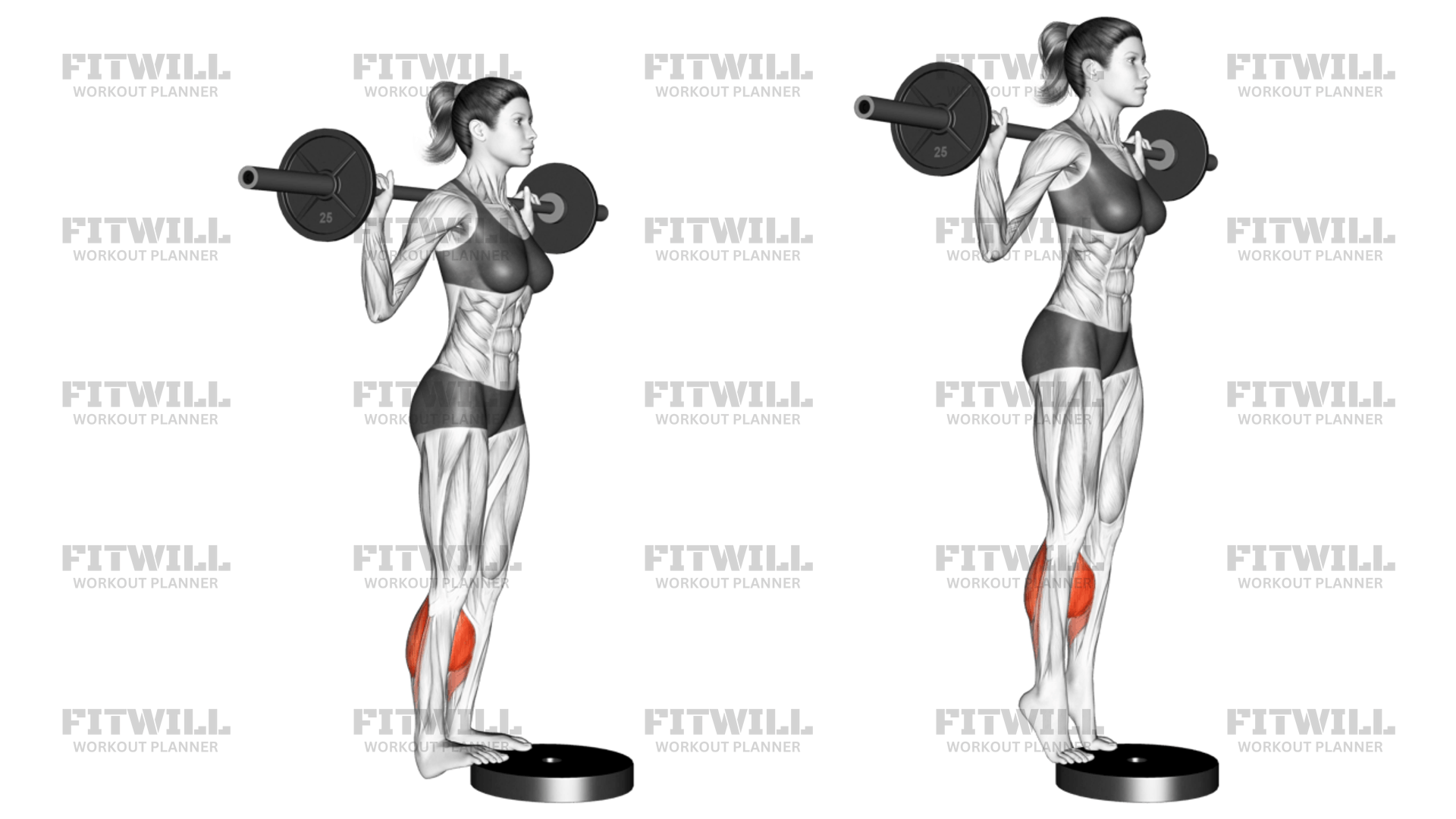 Barbell Standing Calf Raise: Exercise Guide, Techniques, Benefits, How ...