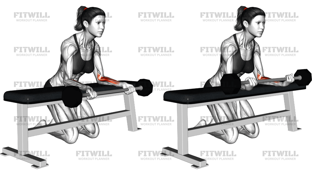 Barbell Palms Up Wrist Curl Over A Bench