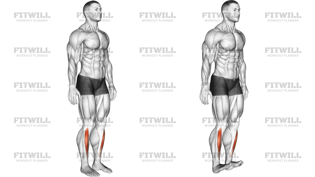 Ankle Dorsal Flexion