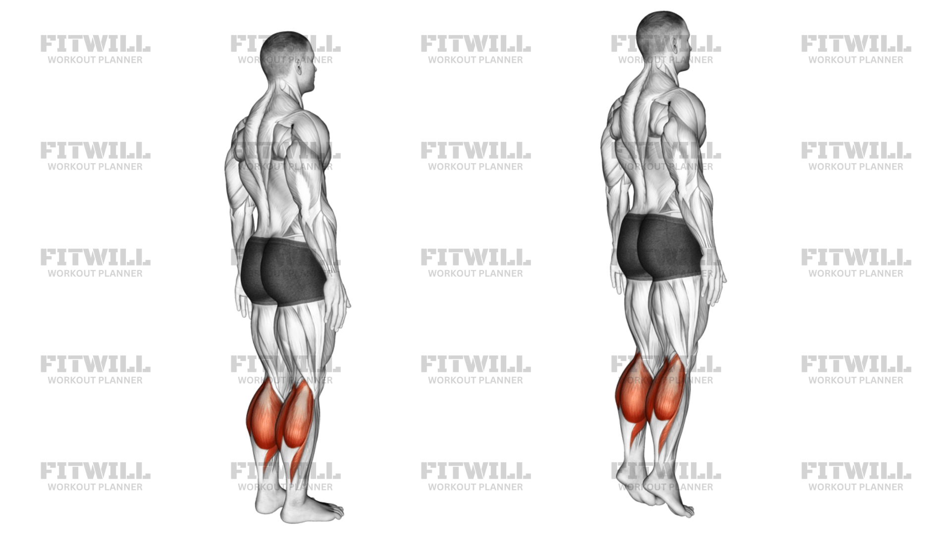 Ankle Plantar Flexion Articulations Exercise Guide Video