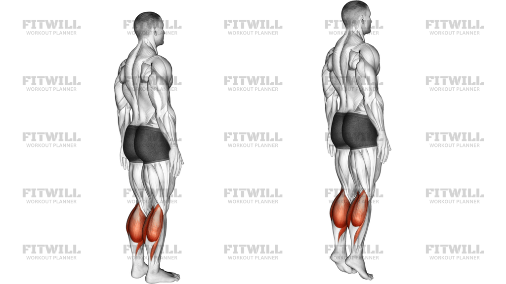 Ankle Plantar Flexion Articulations