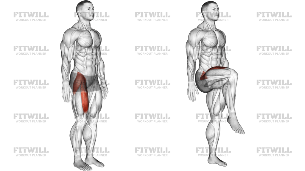Hip Flexion Articulations