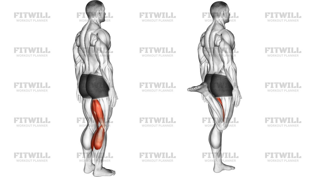 Knee Flexion Articulations